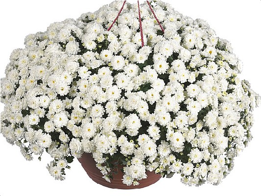Хризантемы Skyfall® White черенок 25 грн ожидается